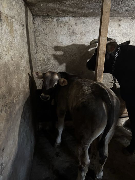 vaca Metis  cu vitel
