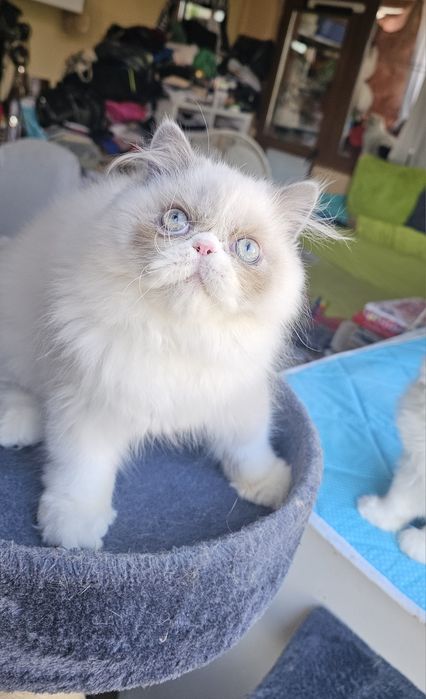 Персийски котенца