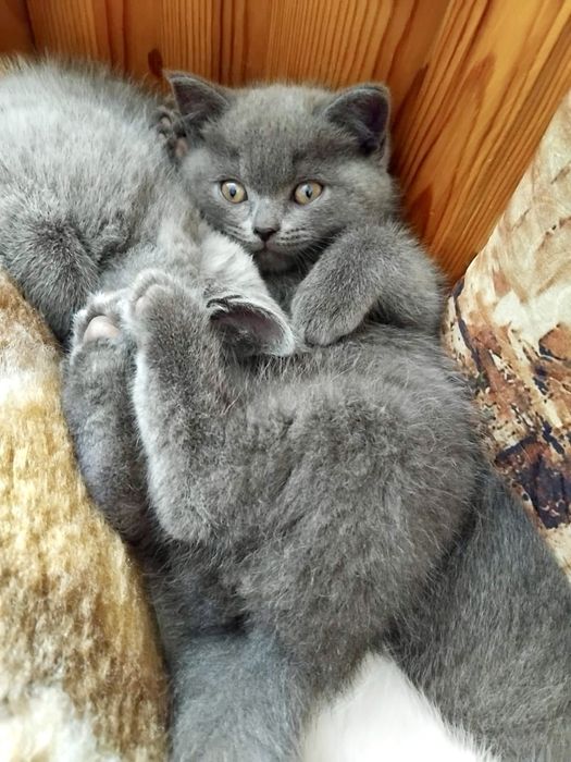 Британски късокосмести сиви котета