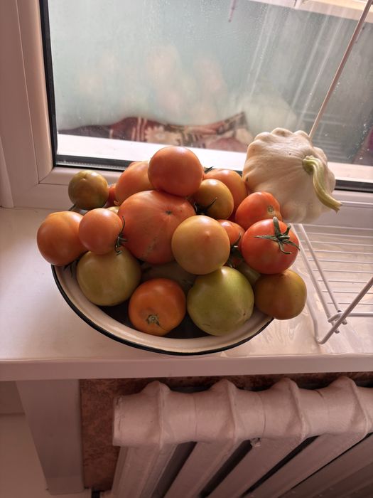 Продам бурые помидоры домашние