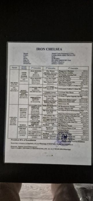 Maine Coon Polydactyi