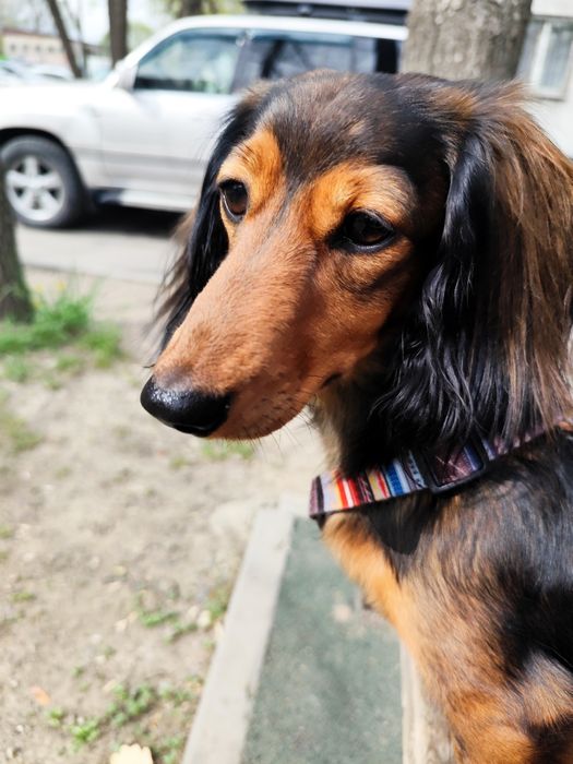 Ищем жениха длинношерстной таксе