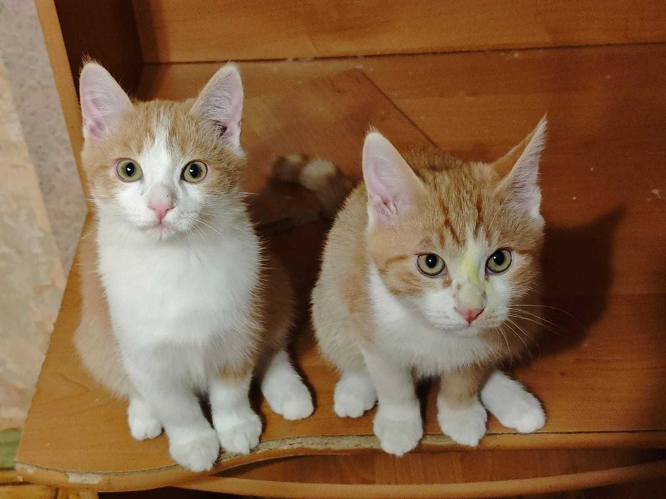 Котята бесплатно
