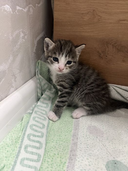 Отдам котят в хорошие руки!