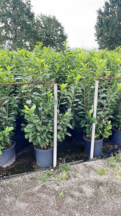 Plante Decorative
