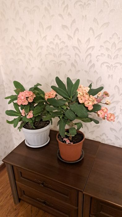 Комнатные  растения