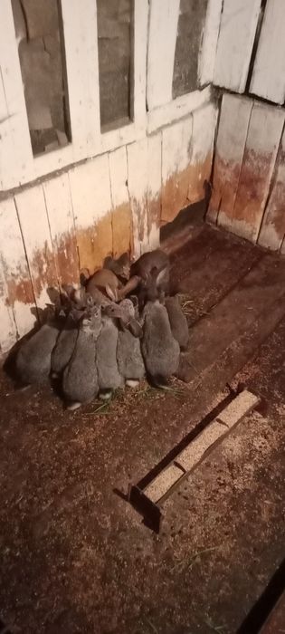 Кролики продаются