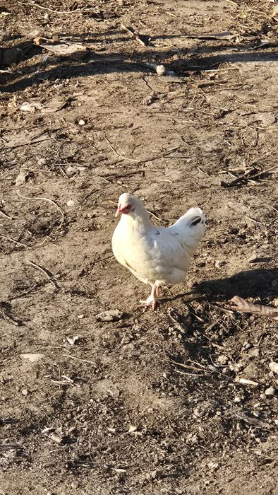 Vând găini si cocoșei pitici