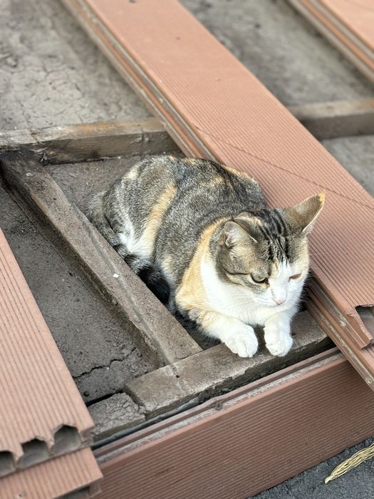 Потерялась кошка