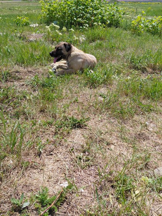 Dau spre adoptie metis kangal virsta 1.5 ani