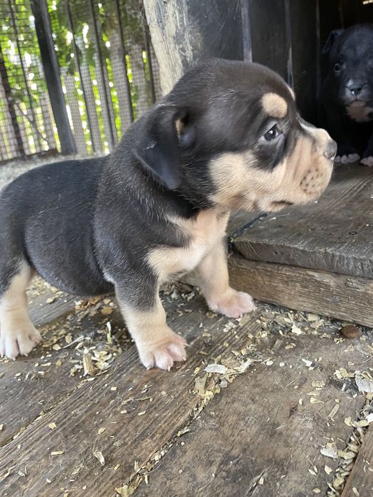 Американский булли