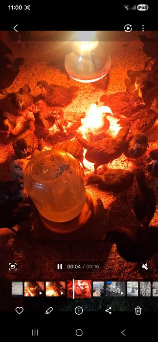 Tuxum yoʻnalish joʻjalar