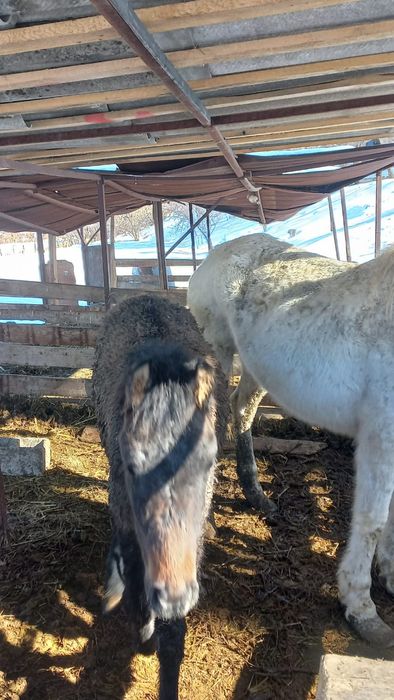 Жылқы жабағысымен,4-5 туған