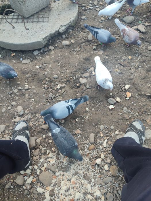 Schimb cu prepelițe
