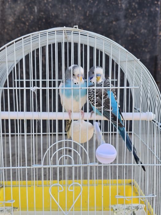 Папугай  сатылады