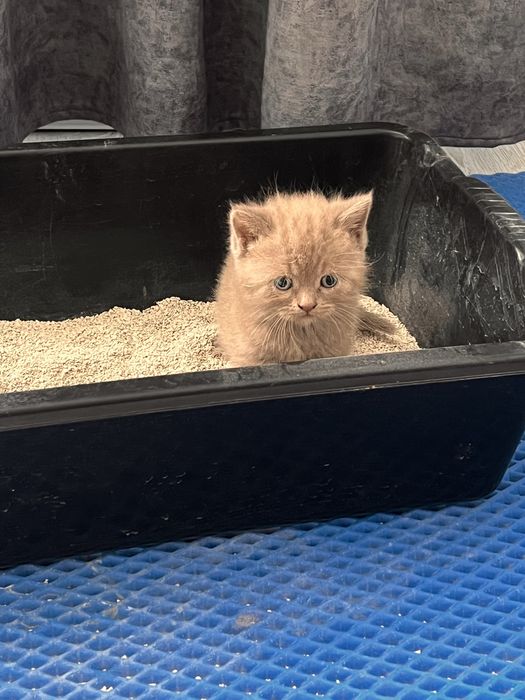 Котята британцы.