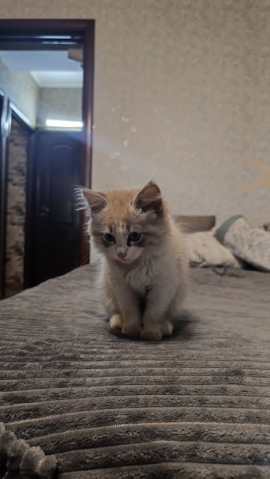 Кошечка в добрые руки