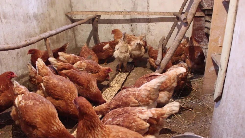 Продам Курей Ломан браун!