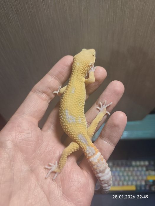 Эублефар +террариум