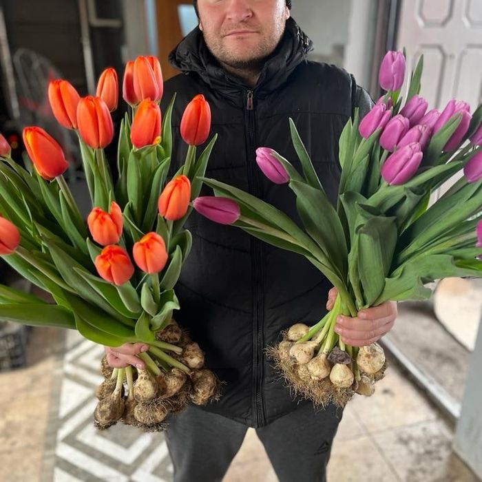 Тюльпаны оптом