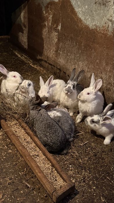 Продам кроликов.