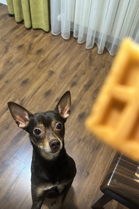 Отдам в хорошии руки