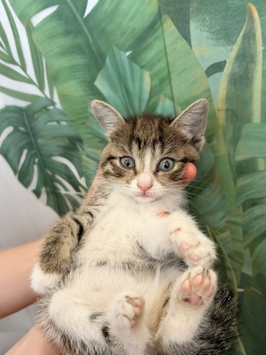 Котята ищут добрый руки