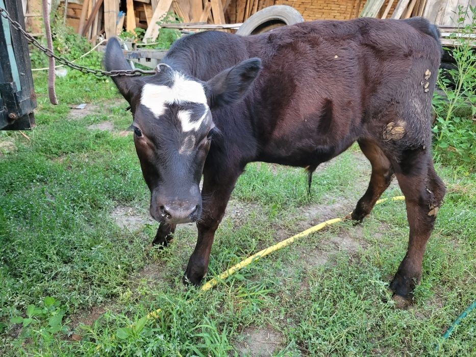 Vând viței două vițele și doi tăurași