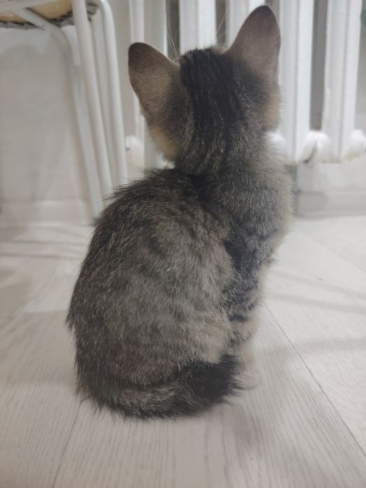 Отдам Котёнка маленького