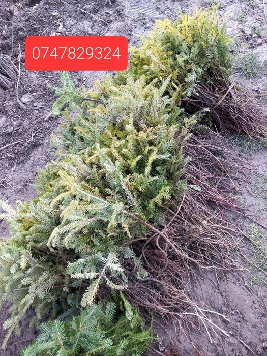 Puieți de salcâm frasin paltin fag carpen stejar