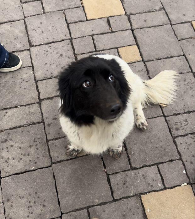 Потерянная собака