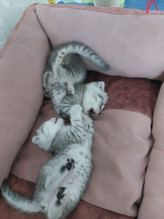 Продам шотландских котят