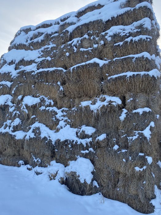 Продам сено, шоп сатылады 1500