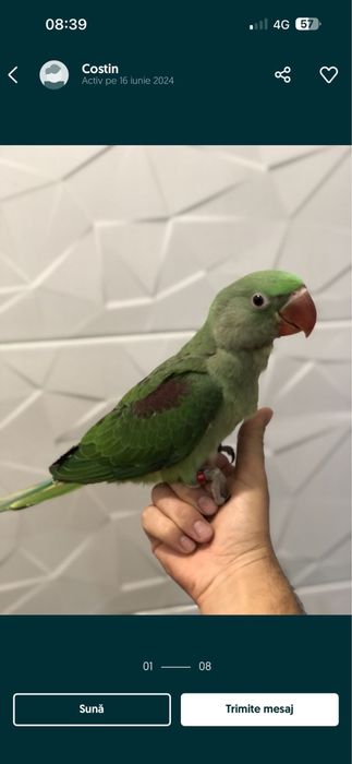 Puiuti blanzi 2025 papagali marele alexandru alexander