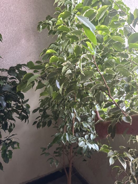 Голямо растение Бенджамин