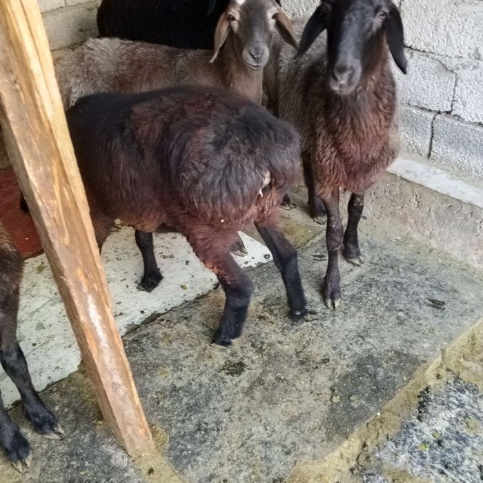 Urg'ochi qo'ylar