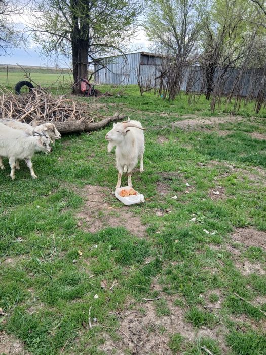 продам козел ешкы