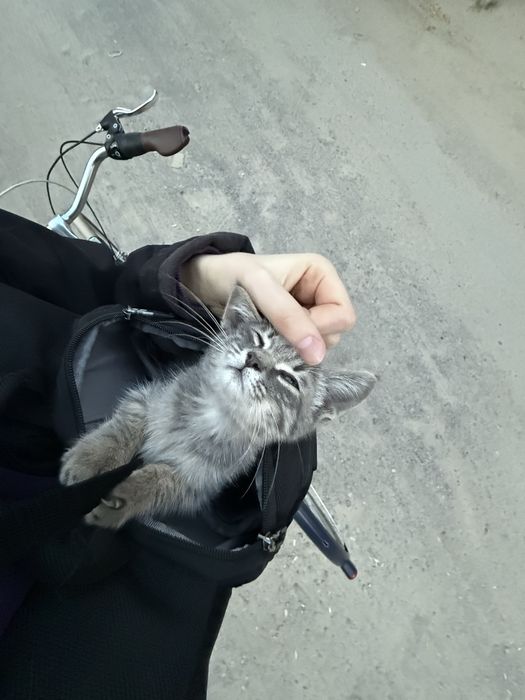Отдам котенка срочно