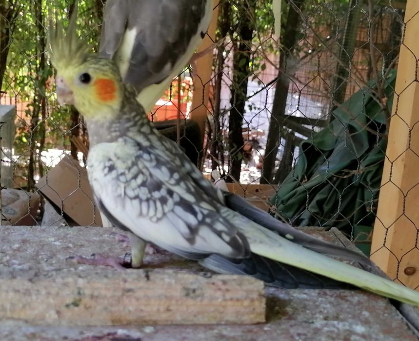 Puiuți papagali Nimfa, inelati 2025