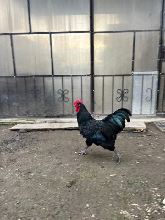 Vând cocoș Australorp