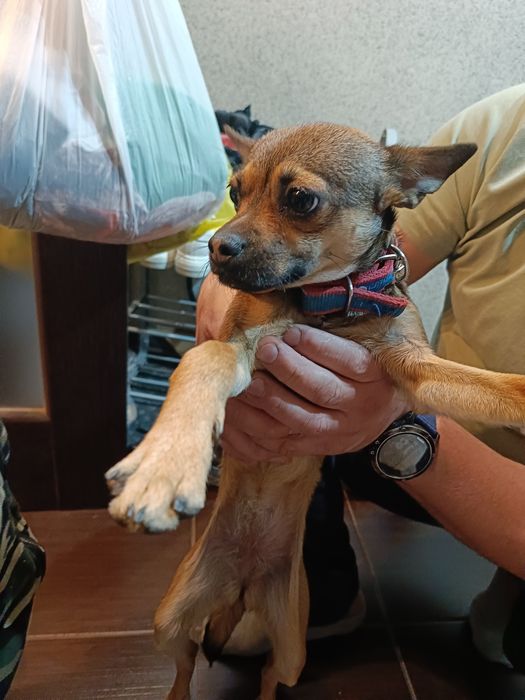 Нашлась собака той-терьер