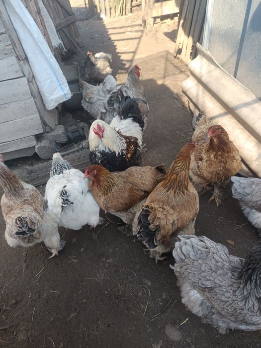 Puisori brahma si motate 15 zile