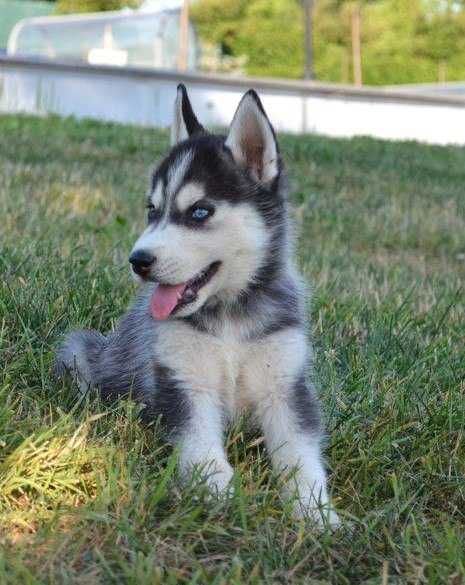 De vanzare Husky Siberian ochi albastri, superb/transport
