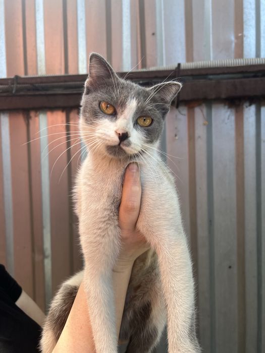 Ласковая кошка ищет дом