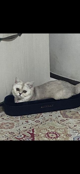 Котёнок скотиш страйт