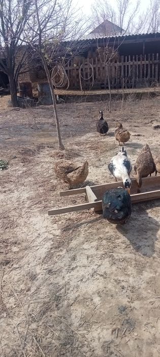 Утка зын хорошом состаяние