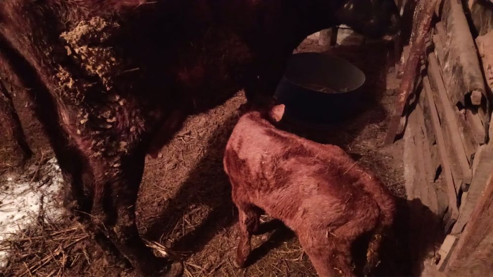 Сутти сиыр сатам