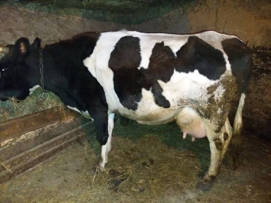 Продам молочную корову