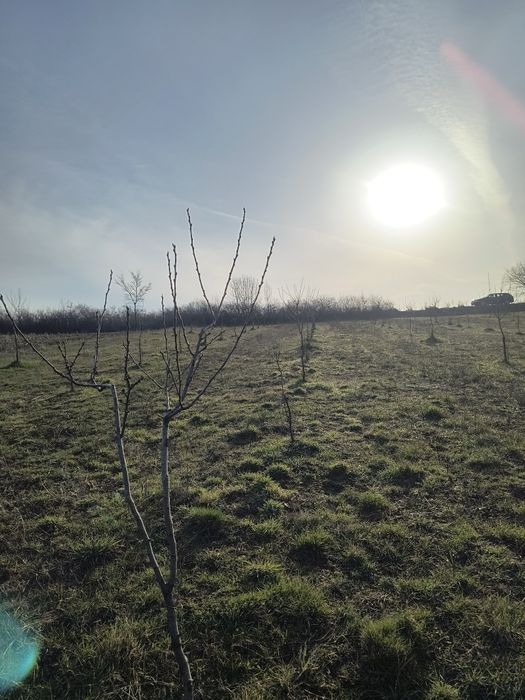 Vând livadă de pruni tineri – 8700 mp – Ramna, jud. Caraș-Severin