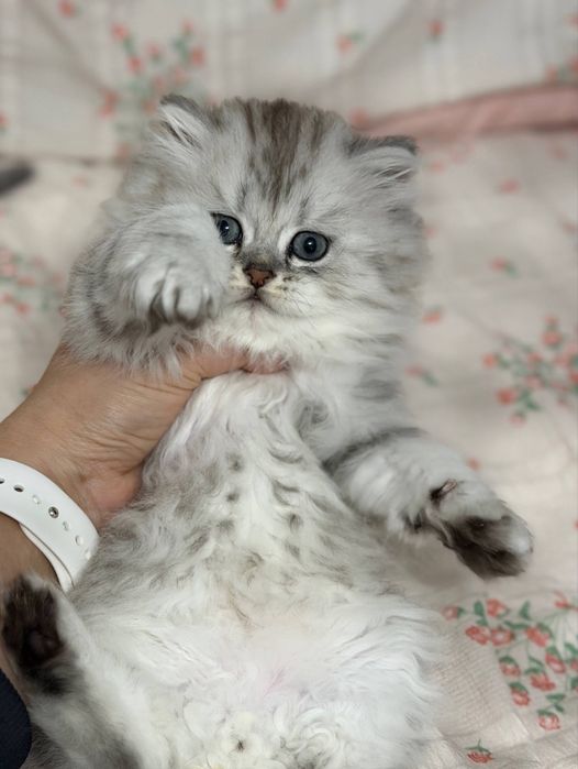 Мушук котята серебро табби шиншилла